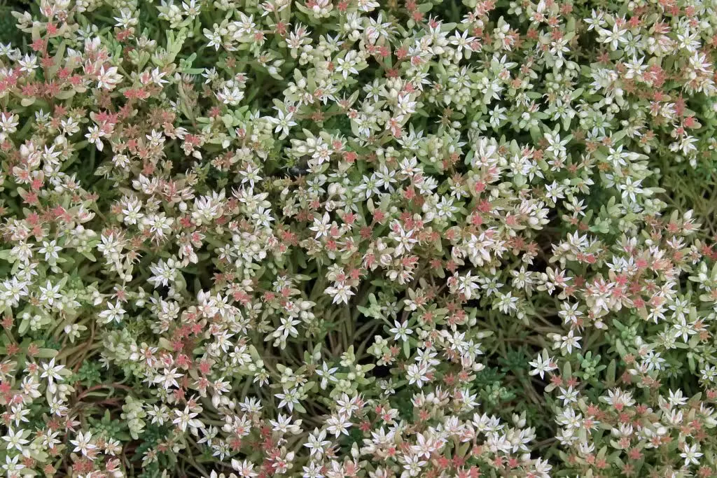 Valkomaksaruoho
Sedum album
