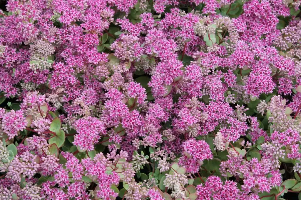 Turkestaninmaksaruoho
Hylotelephium ewersii