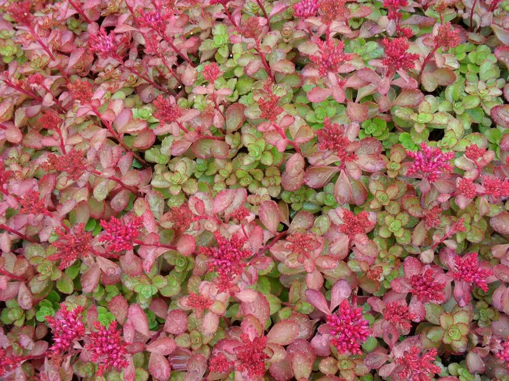 Kaukasianmaksaruoho
Phedimus spurius ’Fuldaglut’