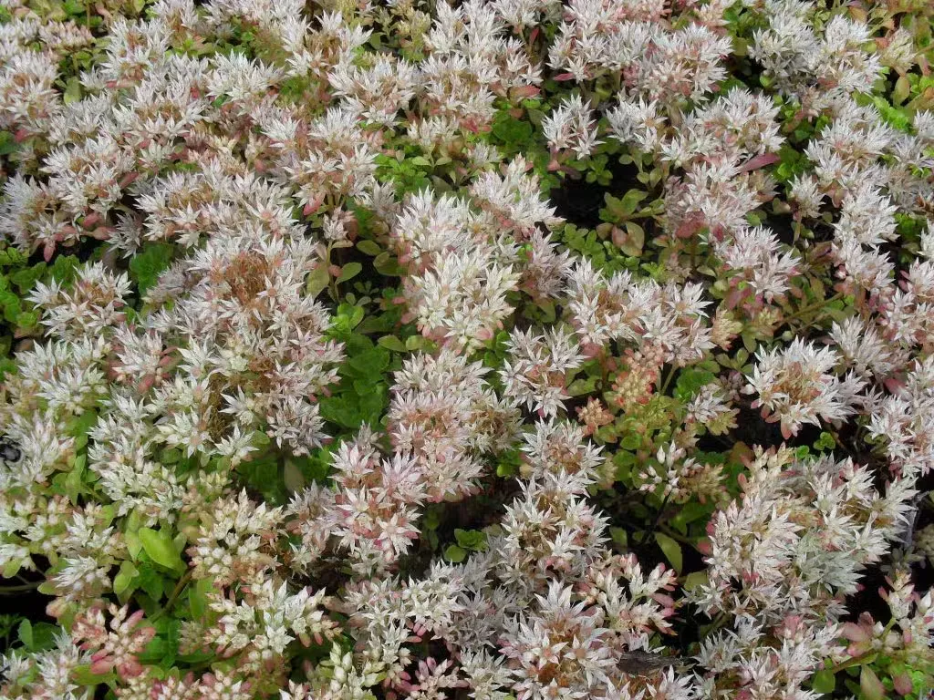 Kaukasianmaksaruoho
Phedimus spurius ’Leningrad White’