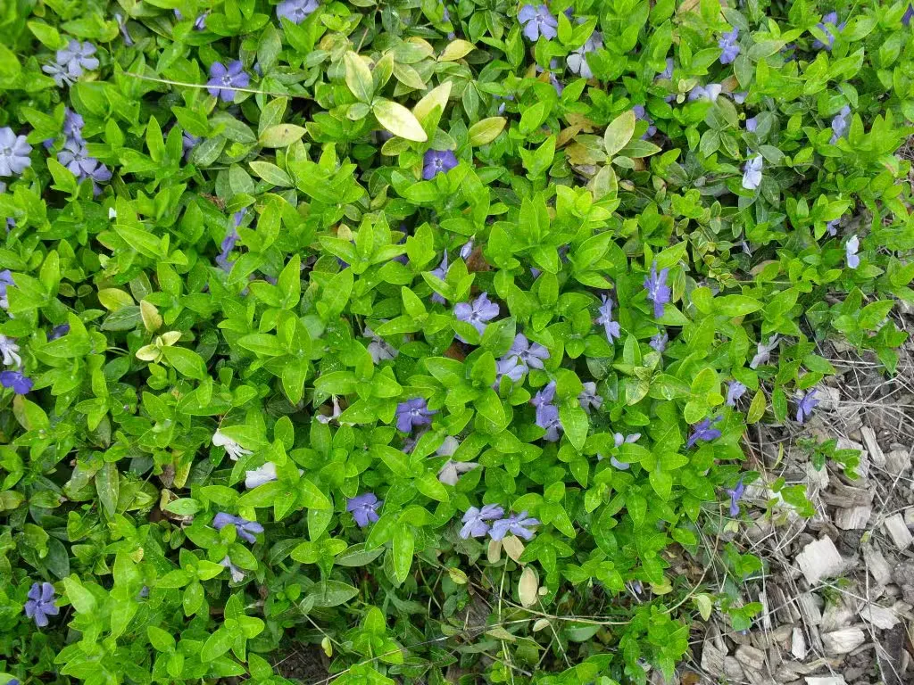 Pikkutalvio
Vinca minor