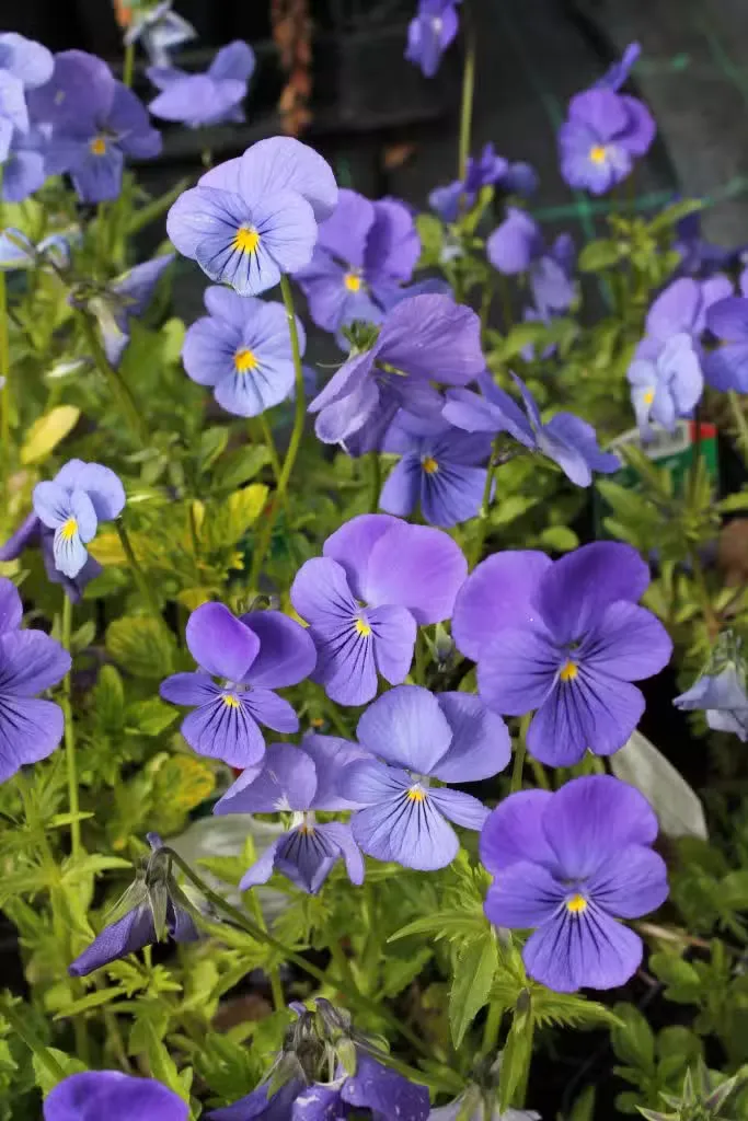 Sarviorvokki
Viola cornuta ’Blue Perfection’