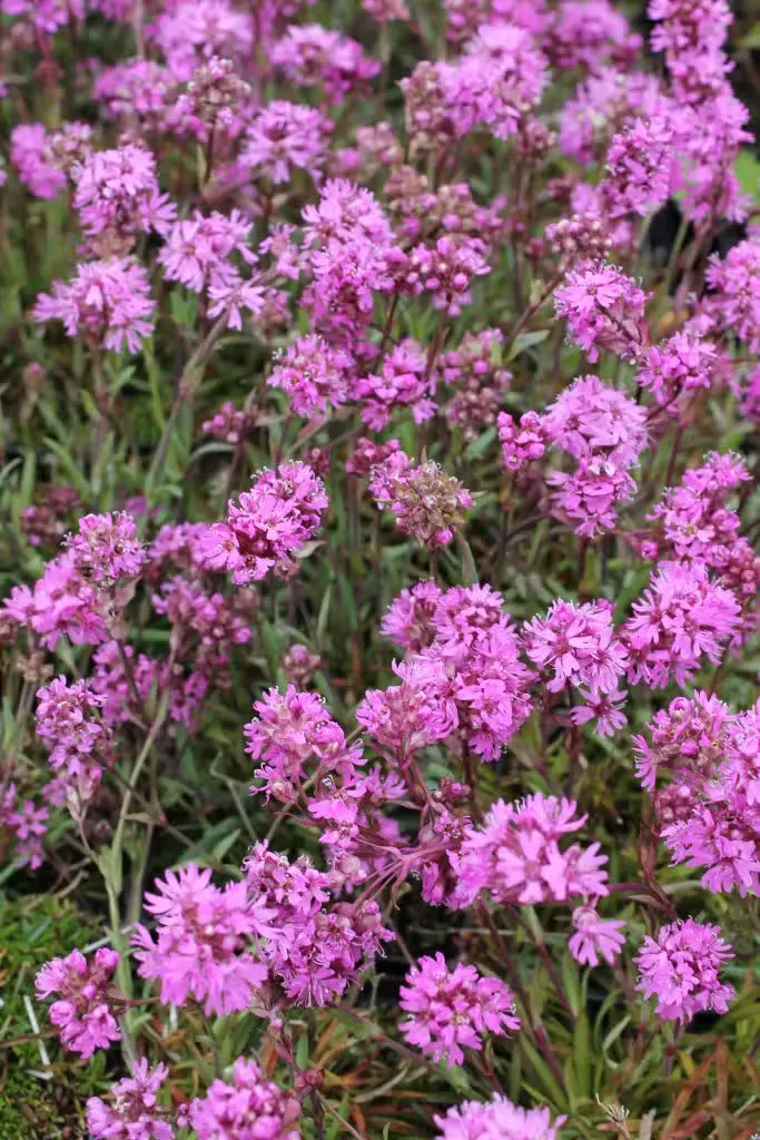 Pikkutervakko
Viscaria alpina