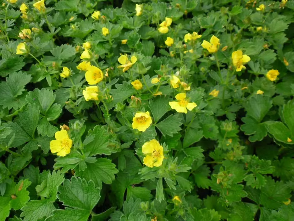 Rönsyansikka
Waldsteinia ternata