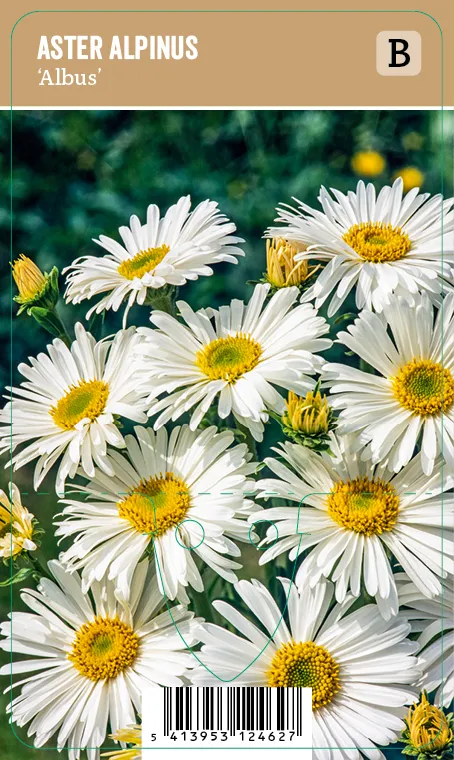 Alppiasteri
Aster alpinus ’Albus’ Vips