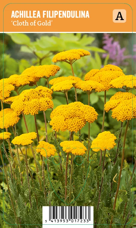 Kultakärsämö
Achillea filipendulina ’Cloth of Gold’ (VIPS)