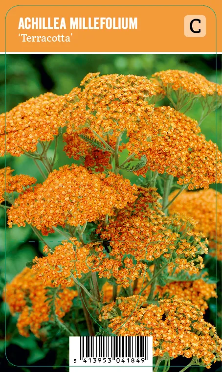 Tarhakärsämö
Achillea millefolium ’Terracotta’ (Vips)