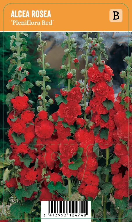Tarhasalkoruusu
Alcea rosea ’Pleniflora Red’ VIPS