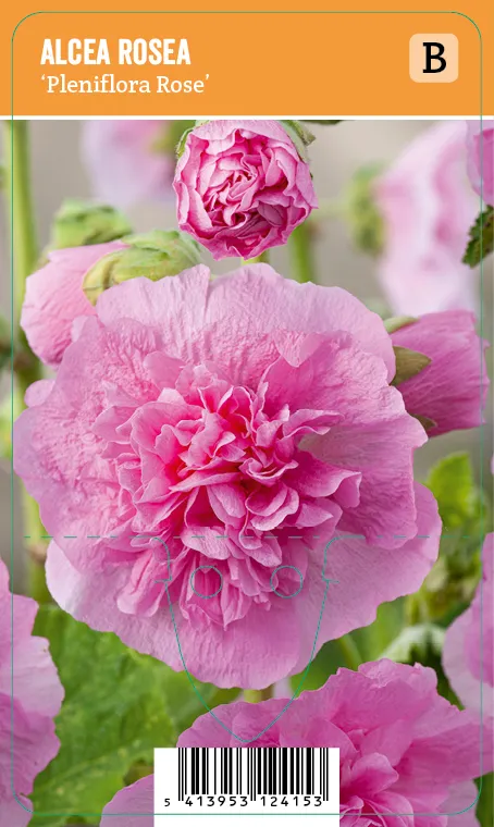 Tarhasalkoruusu
Alcea rosea ’Pleniflora Rose’ VIPS