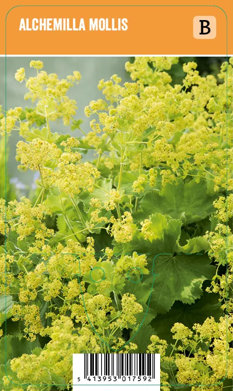 Jättipoimulehti 
Alchemilla mollis VIPS