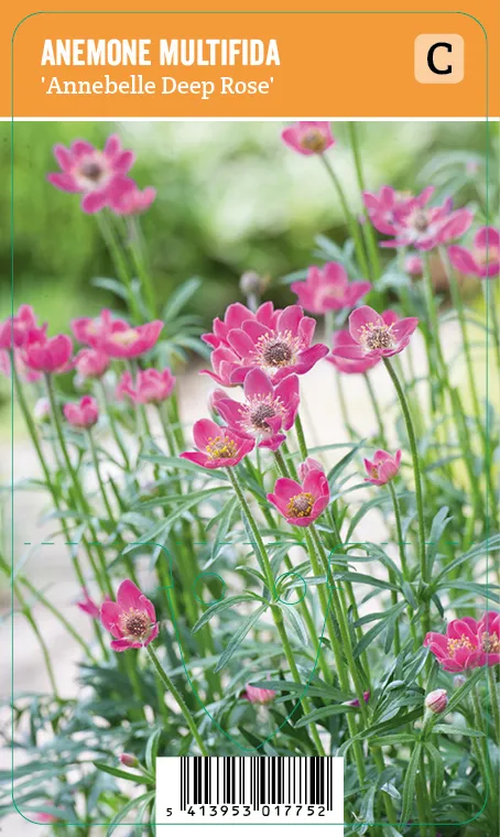 Amerikanvuokko
Anemone multifida ’Annebelle Deep Rose’ VIPS