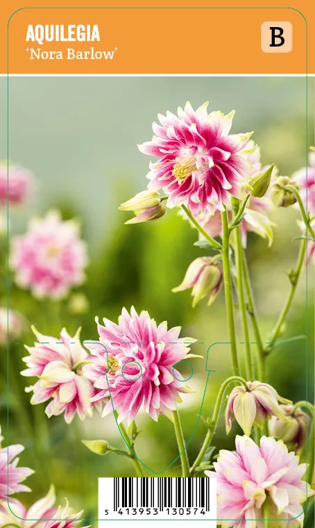 Lehtoakileija
Aquilegia ’Nora Barlow’ VIPS