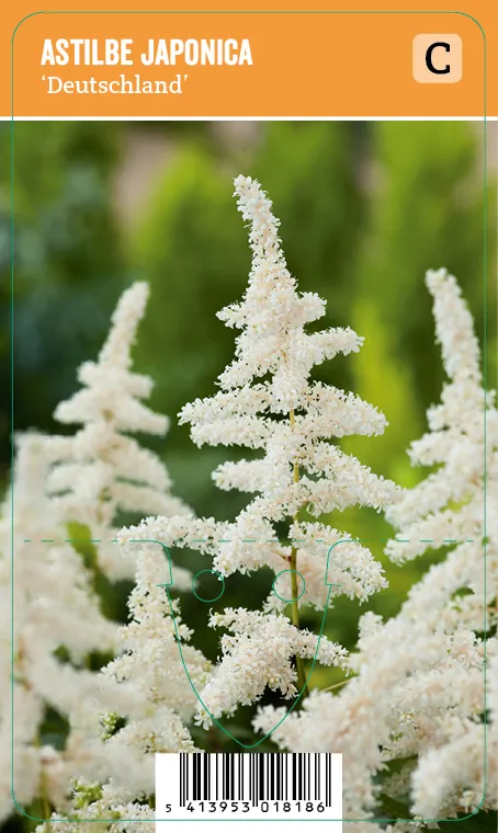 Japaninjaloangervo Astilbe japonica ’Deutschland’ VIPS
