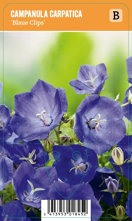 Karpaattienkello, sininen
Campanula carpatica ’Blaue Clips’ VIPS