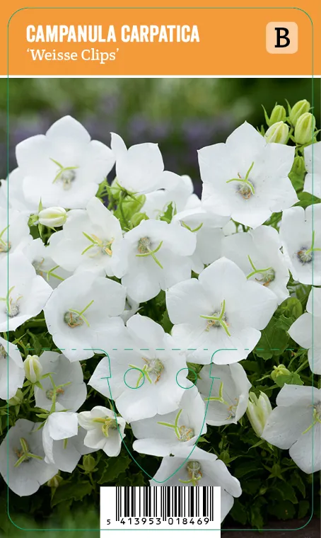 Karpaattienkello, valkoinen
Campanula carpatica ’Weisse Clips’ VIPS