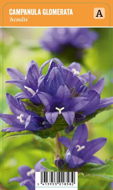 Kääpiöpeurankello, sininen
Campanula glomerata ’Acaulis’ VIPS