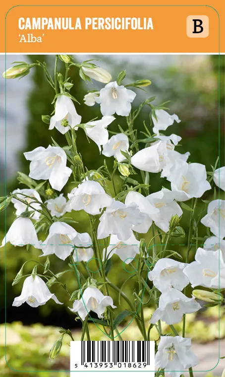 Kurjenkello, valkoinen
Campanula persicifolia ’Alba’ VIPS