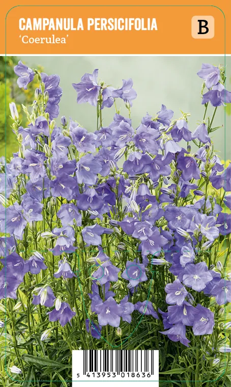 Kurjenkello, sininen
Campanula persicifolia ’Coerulea’ VIPS