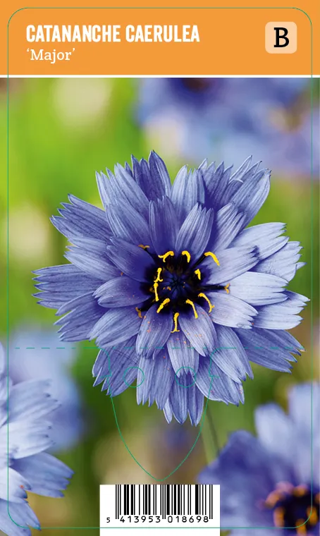 Sinikatana
Catananche caerulea ’Major’ VIPS