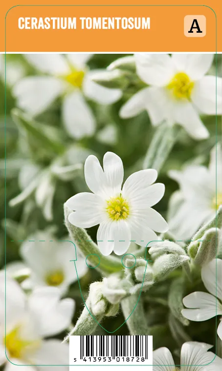 Valkohärkki
Cerastium tomentosum VIPS