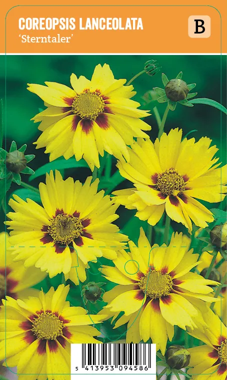 Aurinkokaunosilmä
Coreopsis lanceolata ’Sterntaler’ VIPS