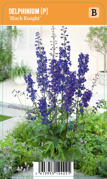 Jaloritarinkannus, sininen
Delphinium (P) ’Black Knight’ VIPS