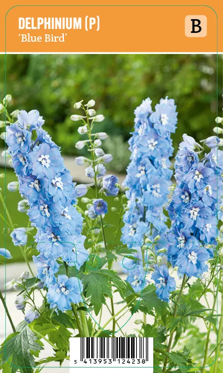 Jaloritarinkannus, vaaleansininen
Delphinium (P) ’Blue Bird’ VIPS