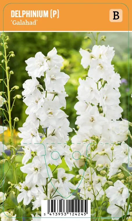 Jaloritarinkannus, valkoinen
Delphinium (P) ’Galahad’ VIPS