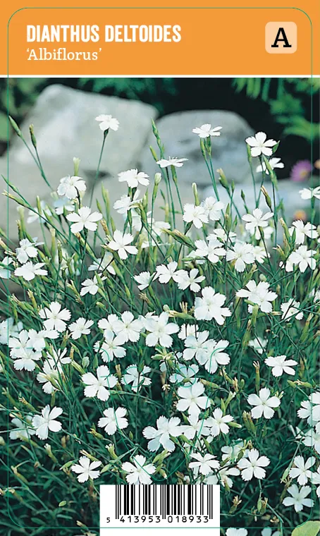 Ketoneilikka, valkoinen
Dianthus deltoides ’Albiflorus’ VIPS