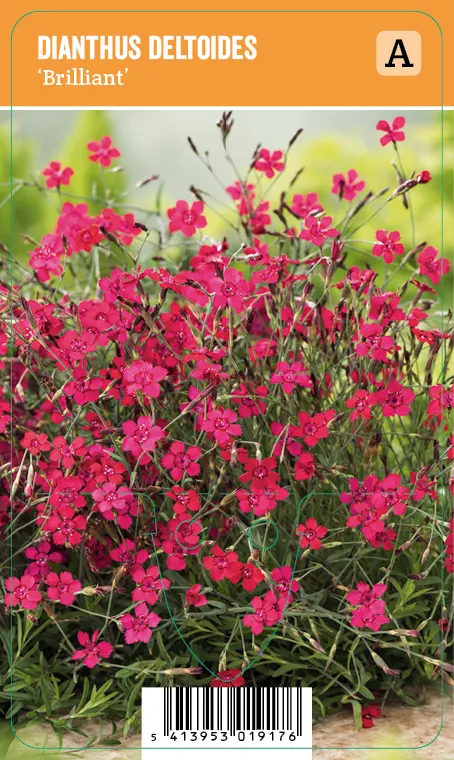 Ketoneilikka, punainen
Dianthus deltoides ’Brilliant’ VIPS
