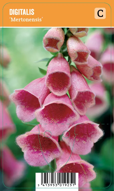 Tarhasormustinkukka
Digitalis × mertonensis VIPS