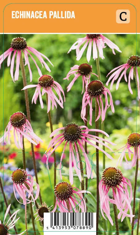Rohtopunahattu
Echinacea pallida VIPS