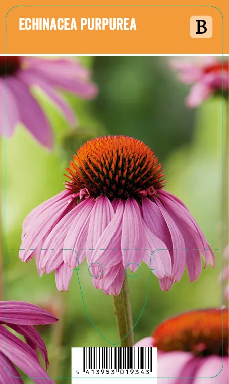 Kaunopunahattu, punainen
Echinacea purpurea VIPS