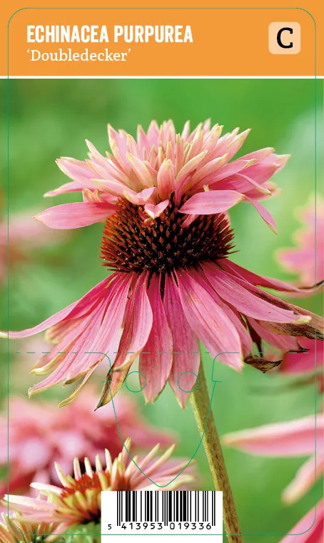 Punahattu
Echinacea purpurea ’Doubledecker’ VIPS