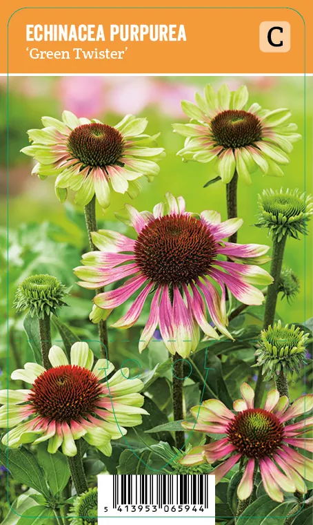 Punahattu
Echinacea purpurea ’Green Twister’ VIPS