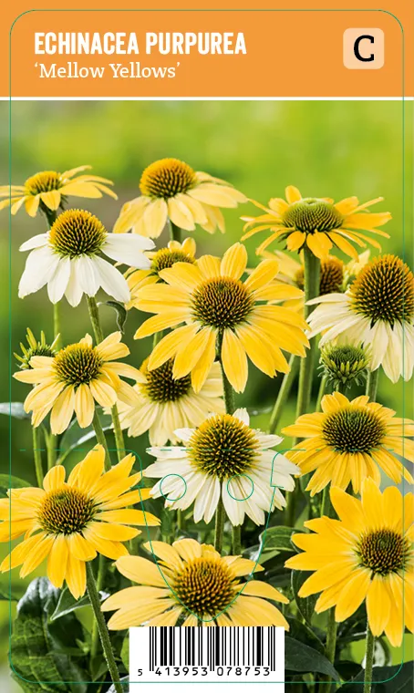 Punahattu
Echinacea purpurea ’Mellow Yellows’ VIPS