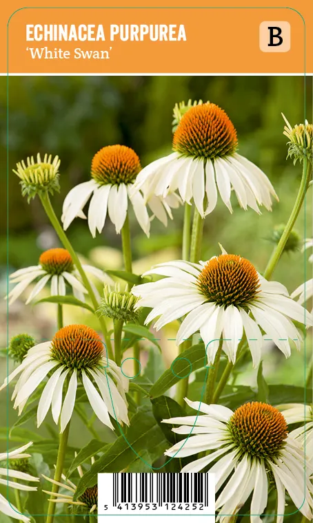 Kaunopunahattu, valkoinen
Echinacea purpurea ’White Swan’ VIPS