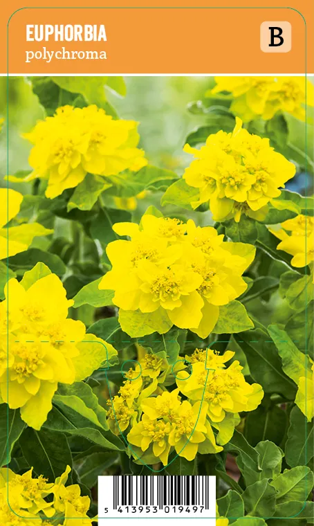 Kultatyräkki
Euphorbia polychroma VIPS