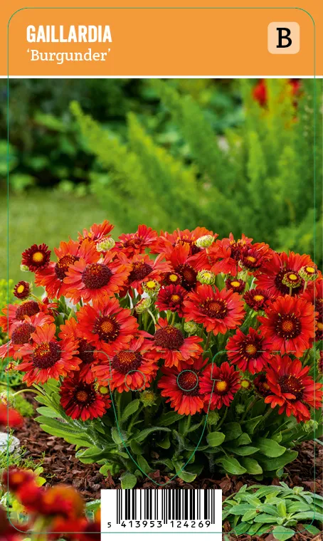 Loistosädekukka
Gaillardia ’Burgunder’ VIPS