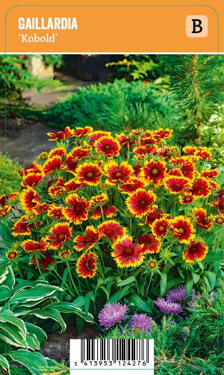 Loistosädekukka
Gaillardia ’Kobold’ VIPS