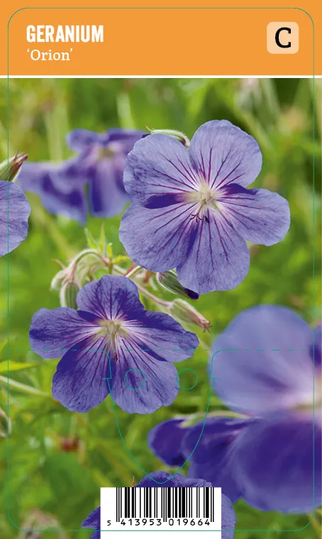 Jalokurjenpolvi
Geranium ’Orion’ VIPS
