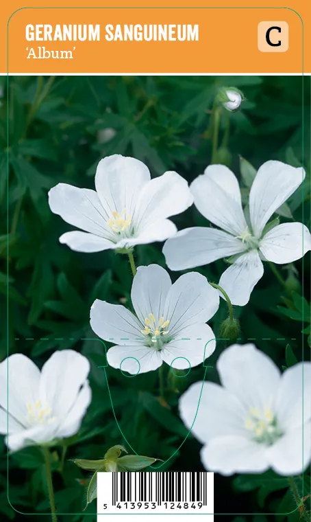 Verikurjenpolvi
Geranium sanguineum ’Album’ VIPS
