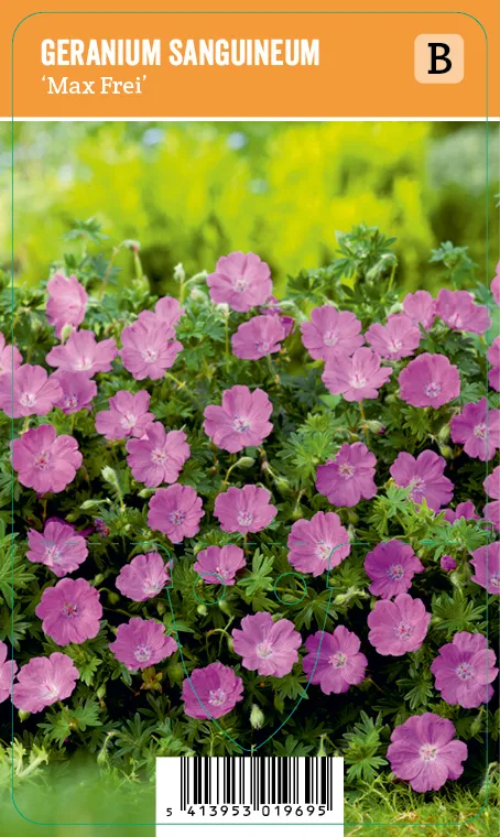 Verikurjenpolvi
Geranium sanguineum ’Max Frei’ VIPS