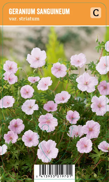 Neidonkurjenpolvi
Geranium sanguineum var. striatum VIPS