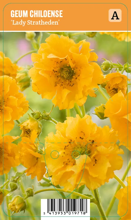 Punakellukka, keltainen
Geum chiloense ’Lady Stratheden’ VIPS