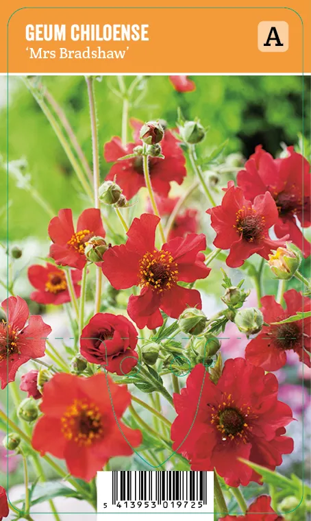 Punakellukka
Geum chiloense ’Mrs Bradshaw’ VIPS