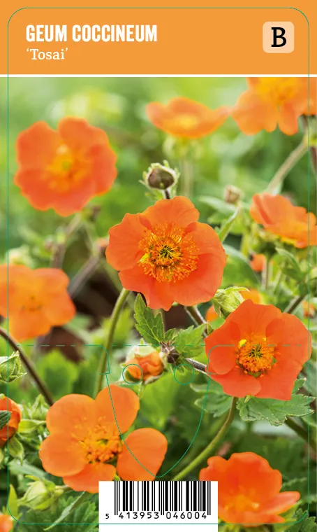 Tulikellukka
Geum coccineum ’Tosai’ VIPS