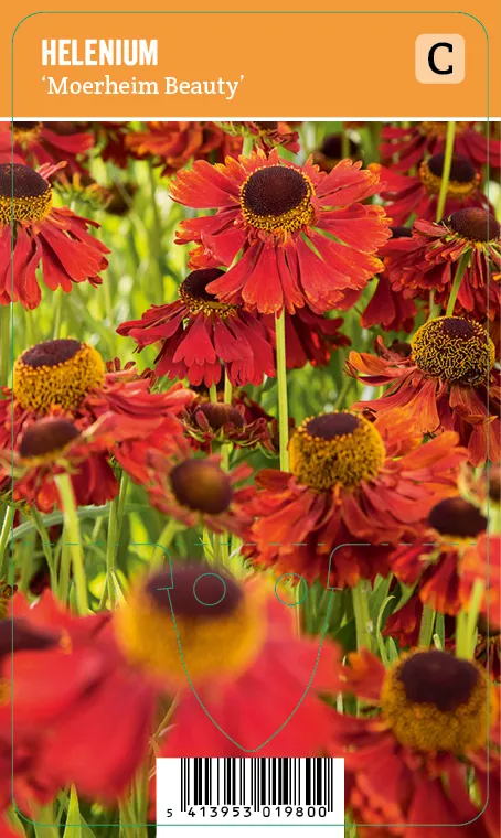 Syyshohdekukka
Helenium ’Moerheim Beauty’ VIPS