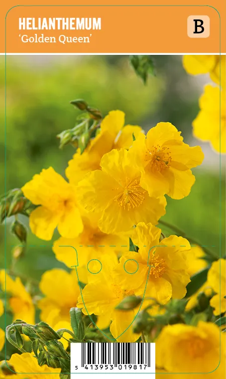 Päivännouto
Helianthemum ’Golden Queen’ VIPS