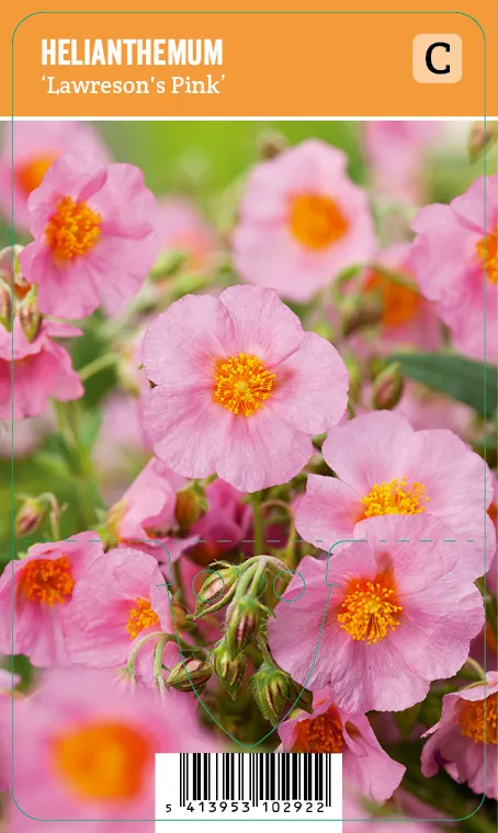 Päivännouto
Helianthemum ’Lawreson’s Pink’ VIPS